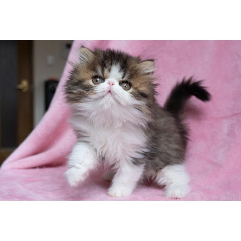 販売中の東京都のエキゾチックロングヘア-132297の19枚目