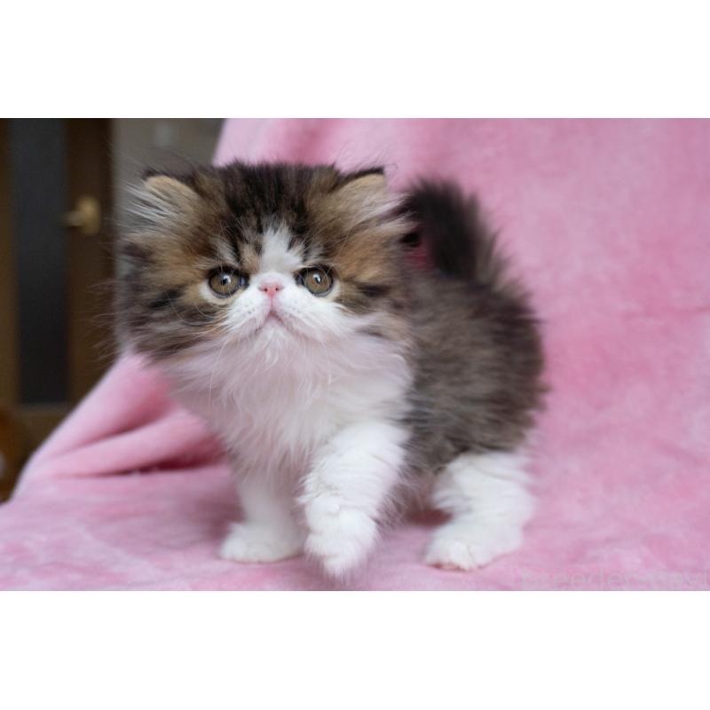 販売中の東京都のエキゾチックロングヘア-132297の18枚目