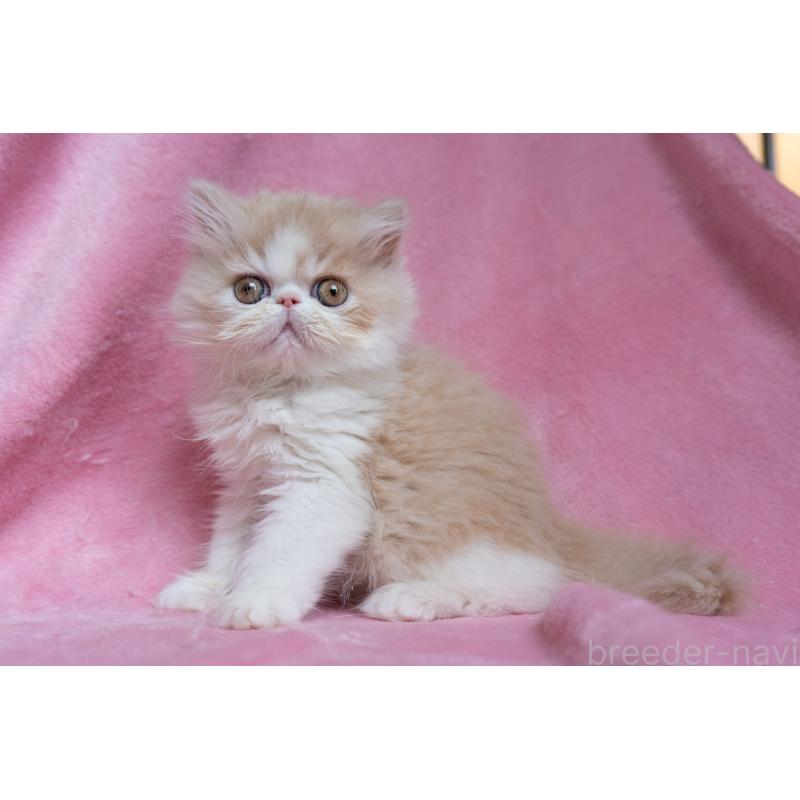 販売中の東京都のエキゾチックロングヘア-132299の20枚目