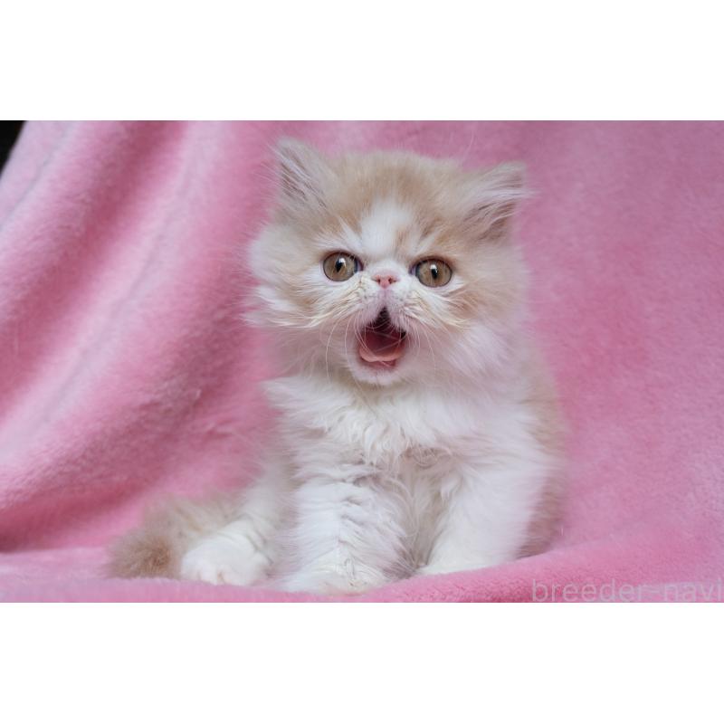 販売中の東京都のエキゾチックロングヘア-132299の19枚目