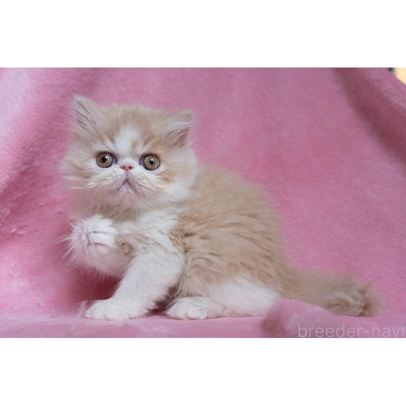 販売中の東京都のエキゾチックロングヘア-132299の18枚目