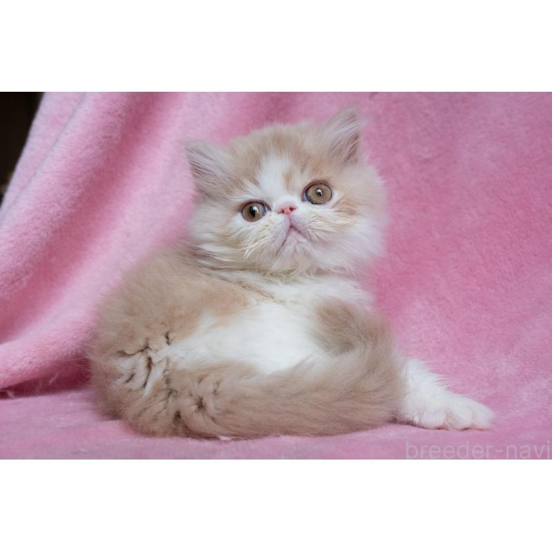 販売中の東京都のエキゾチックロングヘア-132299の17枚目