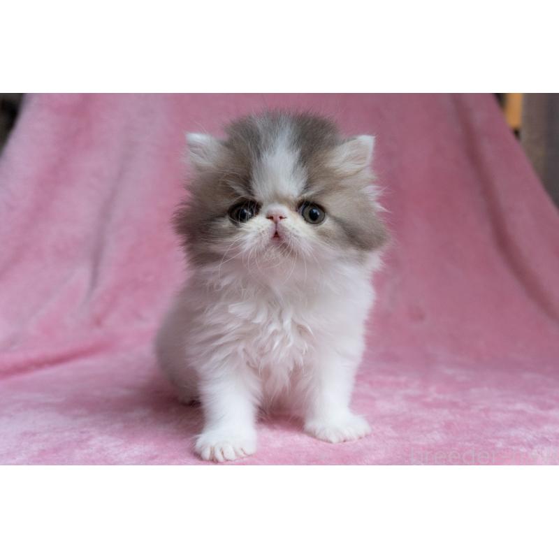 成約済の東京都のエキゾチックロングヘア-133208の4枚目