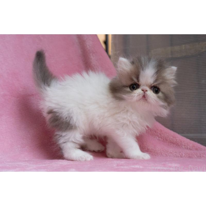 成約済の東京都のエキゾチックロングヘア-133208の3枚目