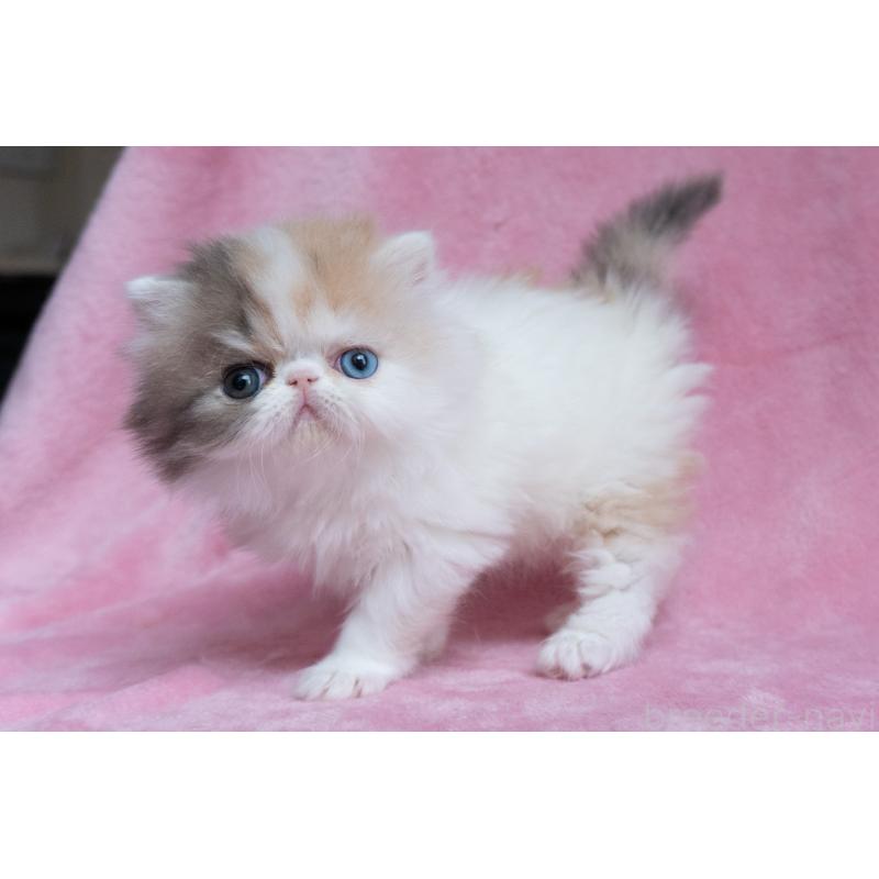 成約済の東京都のエキゾチックロングヘア-133209の10枚目