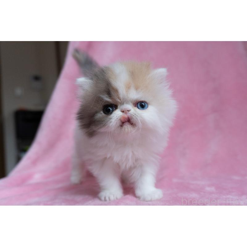 成約済の東京都のエキゾチックロングヘア-133209の9枚目