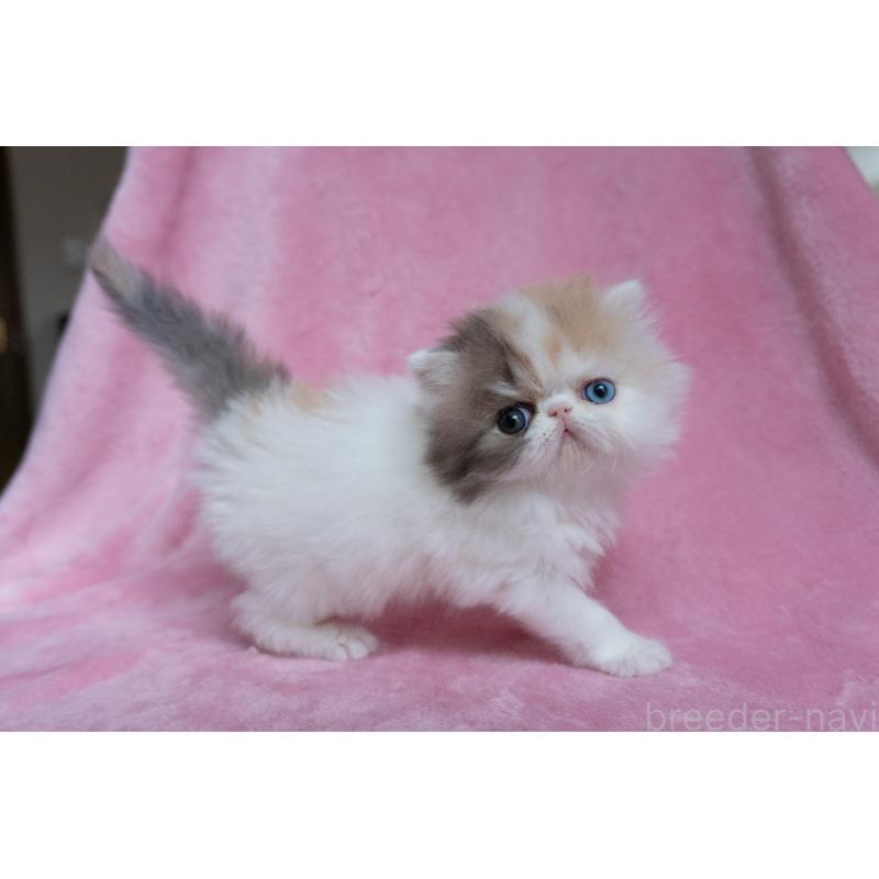 成約済の東京都のエキゾチックロングヘア-133209の8枚目