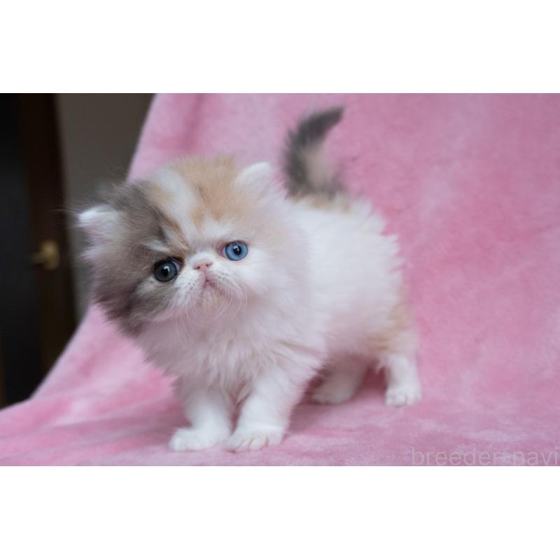 成約済の東京都のエキゾチックロングヘア-133209の7枚目