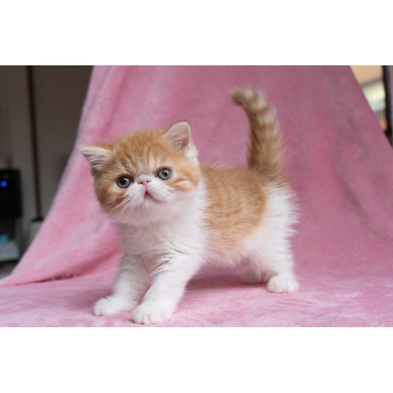 販売中の東京都のエキゾチックショートヘア-132300の20枚目