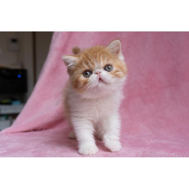 販売中の東京都のエキゾチックショートヘア-132300の18枚目