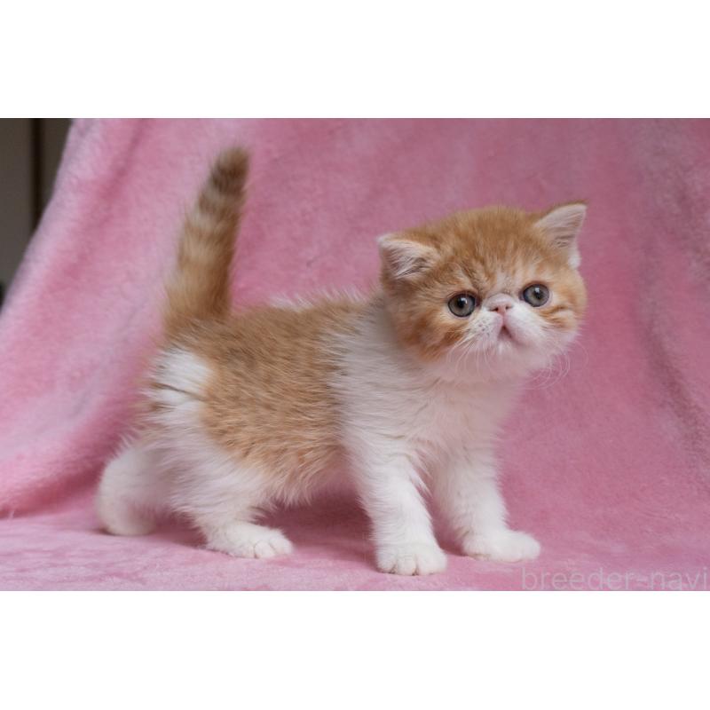 販売中の東京都のエキゾチックショートヘア-132300の17枚目