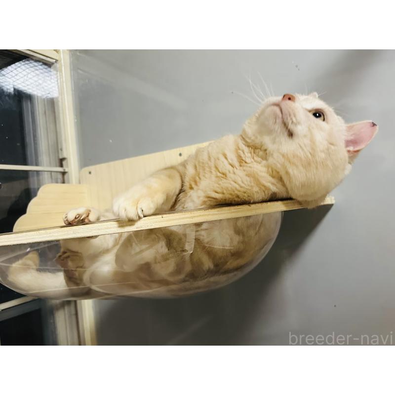 販売中の千葉県のマンチカン-133771の5枚目