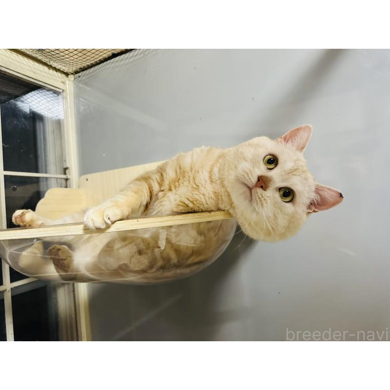 販売中の千葉県のマンチカン-133771の4枚目