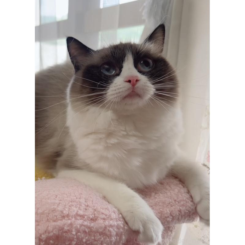 販売中の岐阜県のラグドール-133770の7枚目