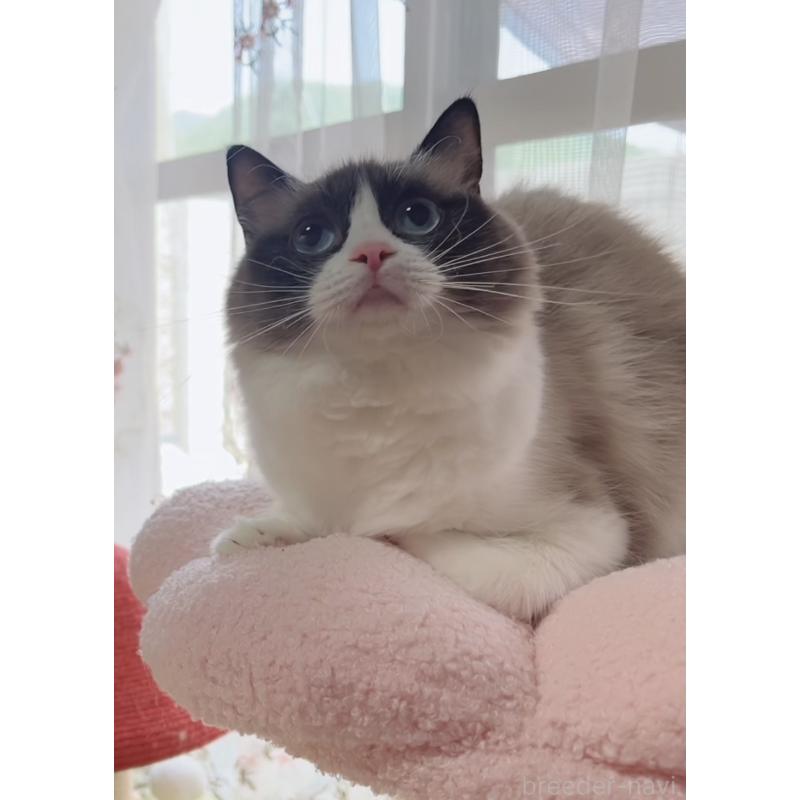 販売中の岐阜県のラグドール-133770の6枚目