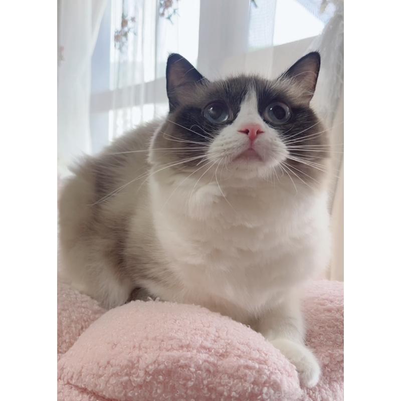 販売中の岐阜県のラグドール-133770の5枚目