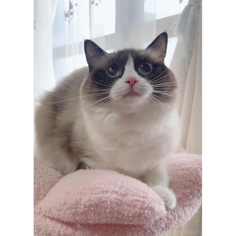 販売中の岐阜県のラグドール-133770の4枚目