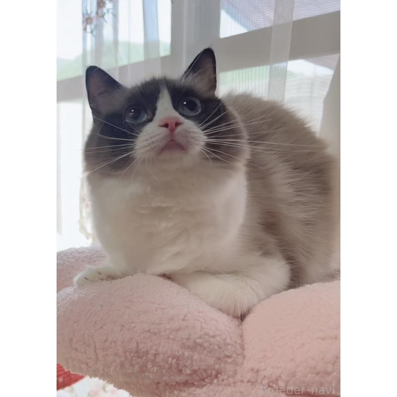 販売中の岐阜県のラグドール-133770の3枚目