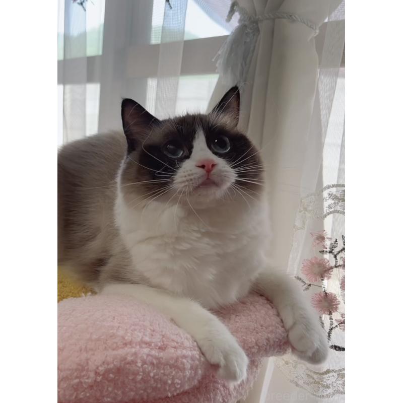 販売中の岐阜県のラグドール-133770の2枚目