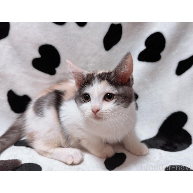 販売中の北海道のマンチカン-133772の6枚目