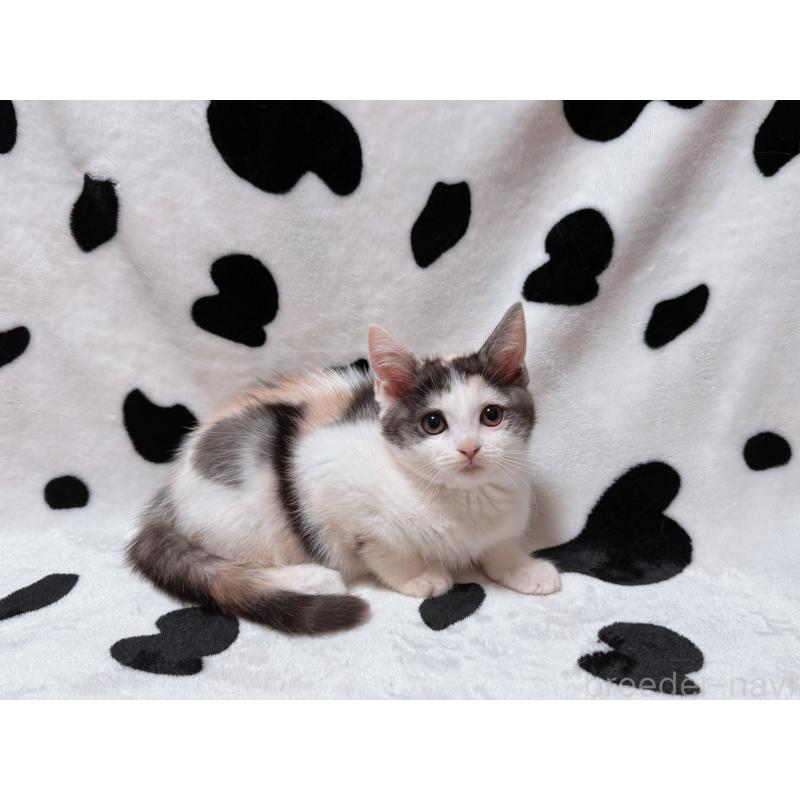 販売中の北海道のマンチカン-133772の5枚目