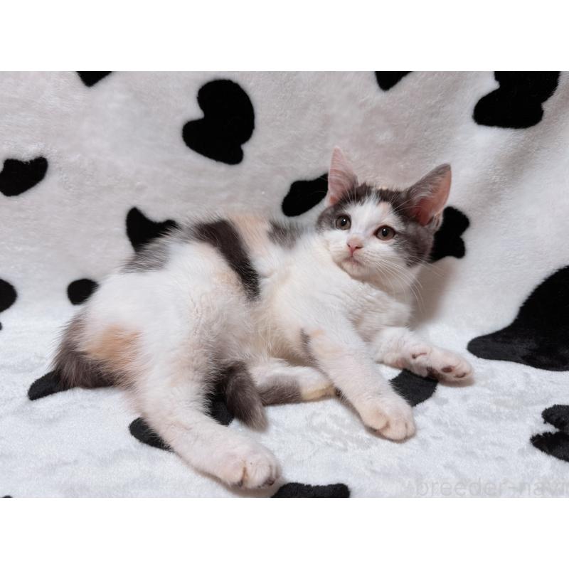 販売中の北海道のマンチカン-133772の4枚目