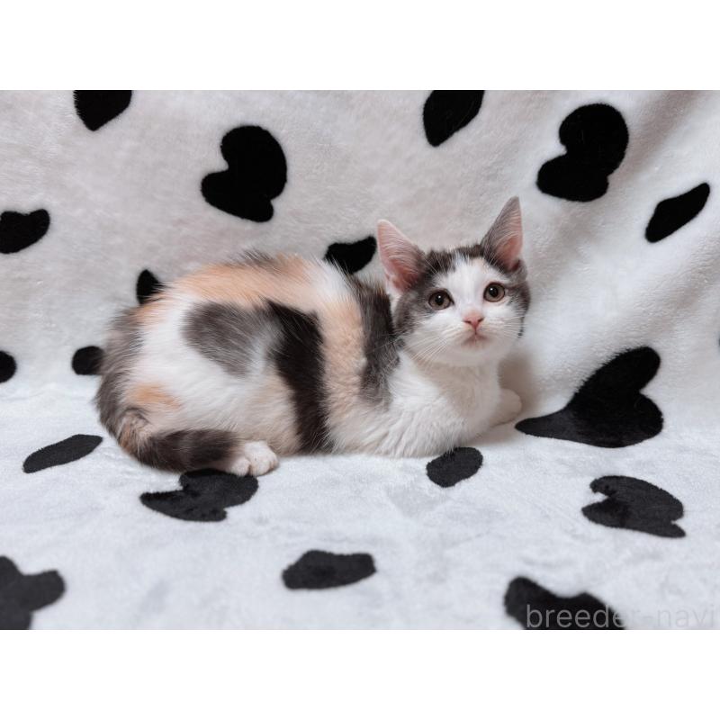 販売中の北海道のマンチカン-133772の3枚目