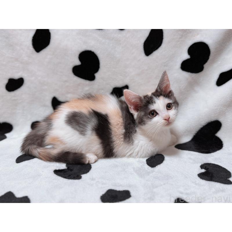 販売中の北海道のマンチカン-133772の2枚目