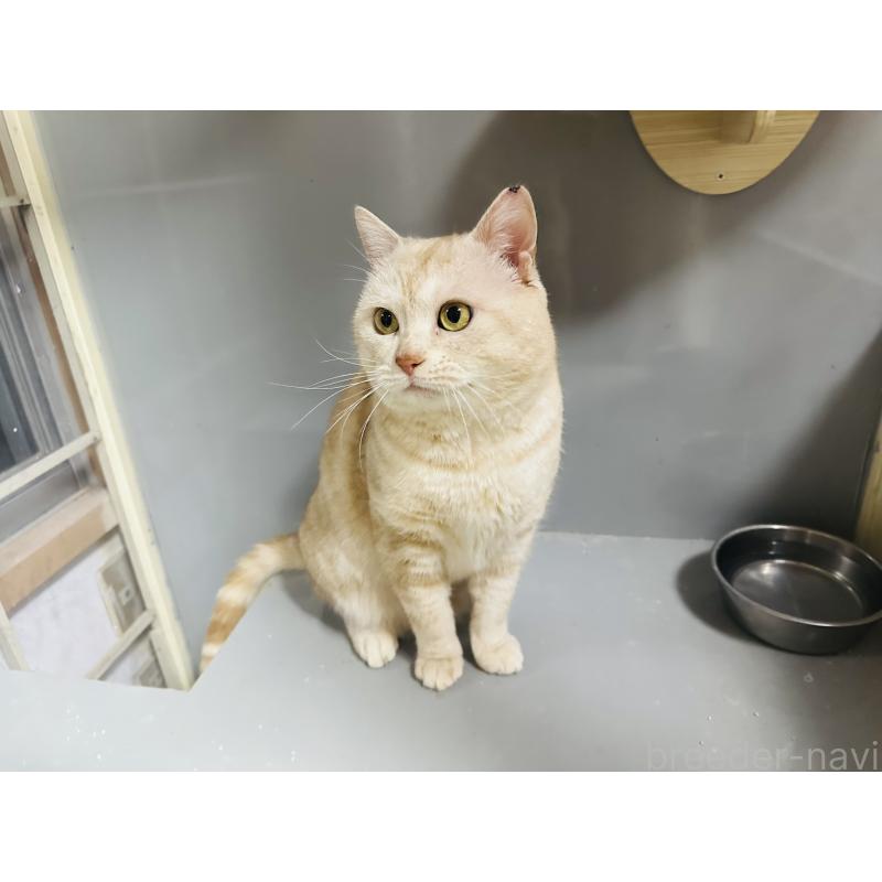 販売中の千葉県のマンチカン-133771の2枚目