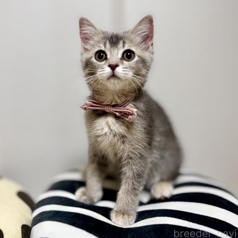 成約済の埼玉県のマンチカン-129005の8枚目