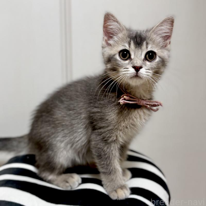 成約済の埼玉県のマンチカン-129005の7枚目