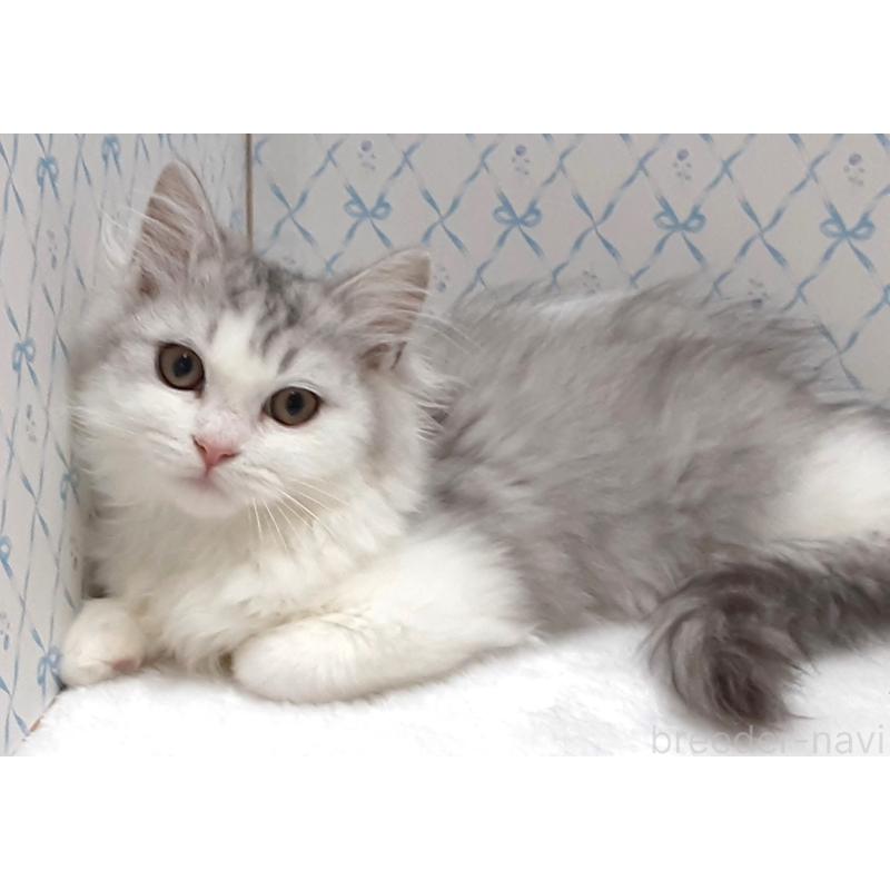 販売中の岐阜県のミックス-133754の3枚目