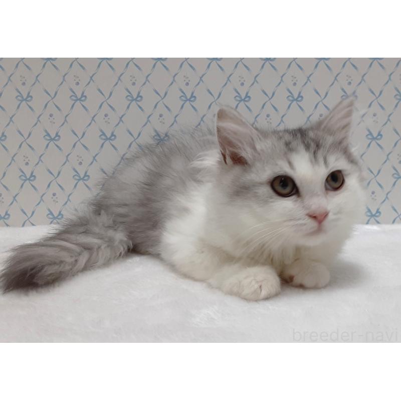 販売中の岐阜県のミックス-133754の2枚目