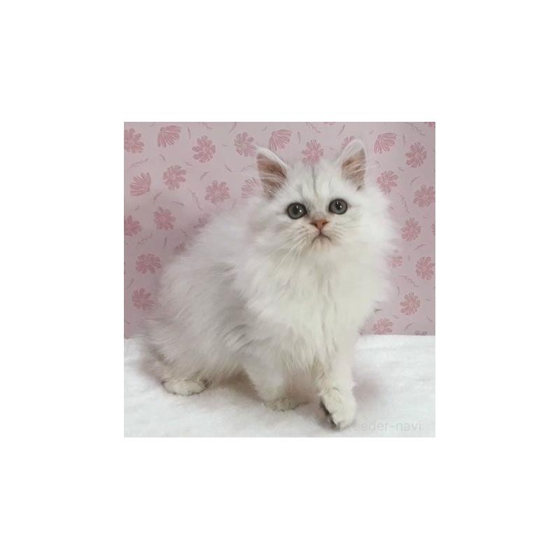 販売中の岐阜県のペルシャ(チンチラ)-132680の5枚目
