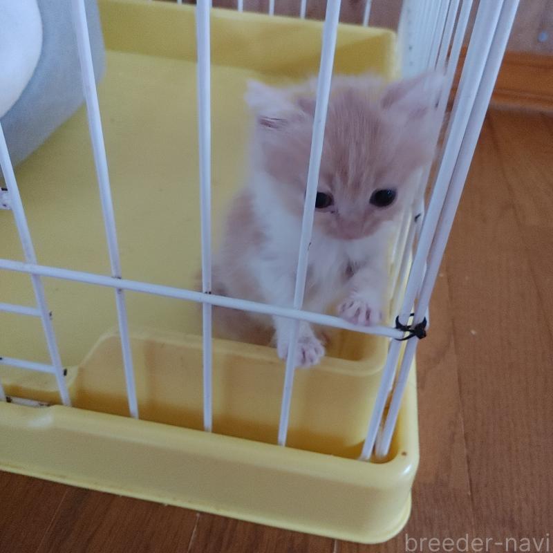 販売中の香川県のマンチカン-133755の1枚目