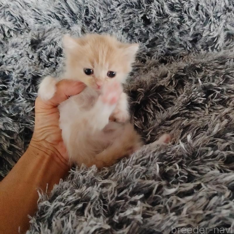 販売中の香川県のマンチカン-133755の2枚目