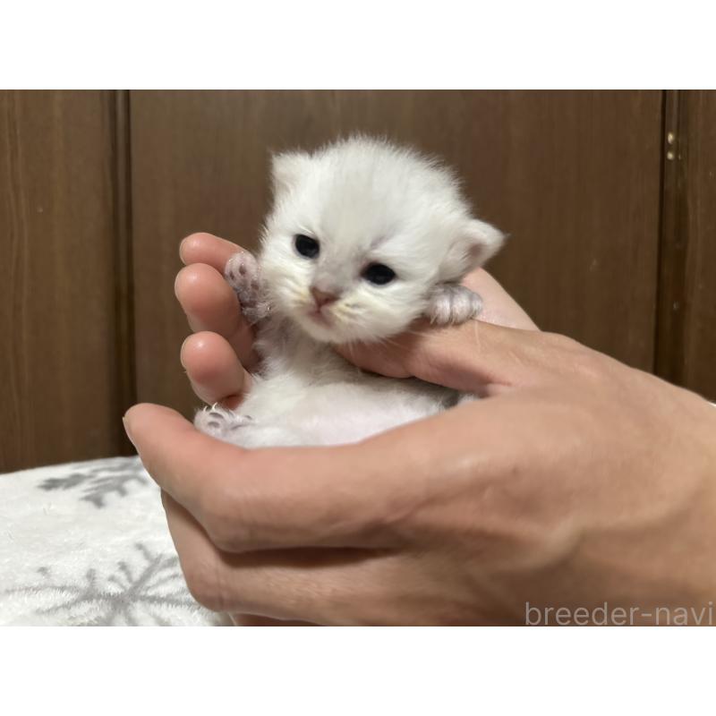 販売中の千葉県のミヌエット-133773の6枚目