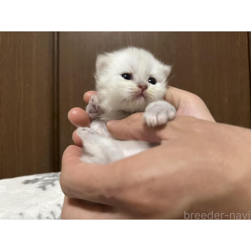 販売中の千葉県のミヌエット-133773の5枚目