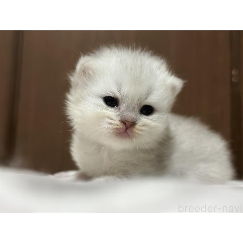 販売中の千葉県のミヌエット-133773の4枚目