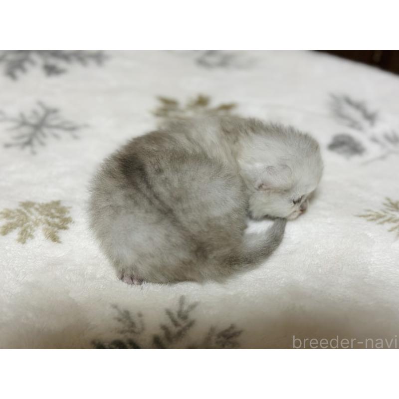 販売中の千葉県のミヌエット-133773の3枚目