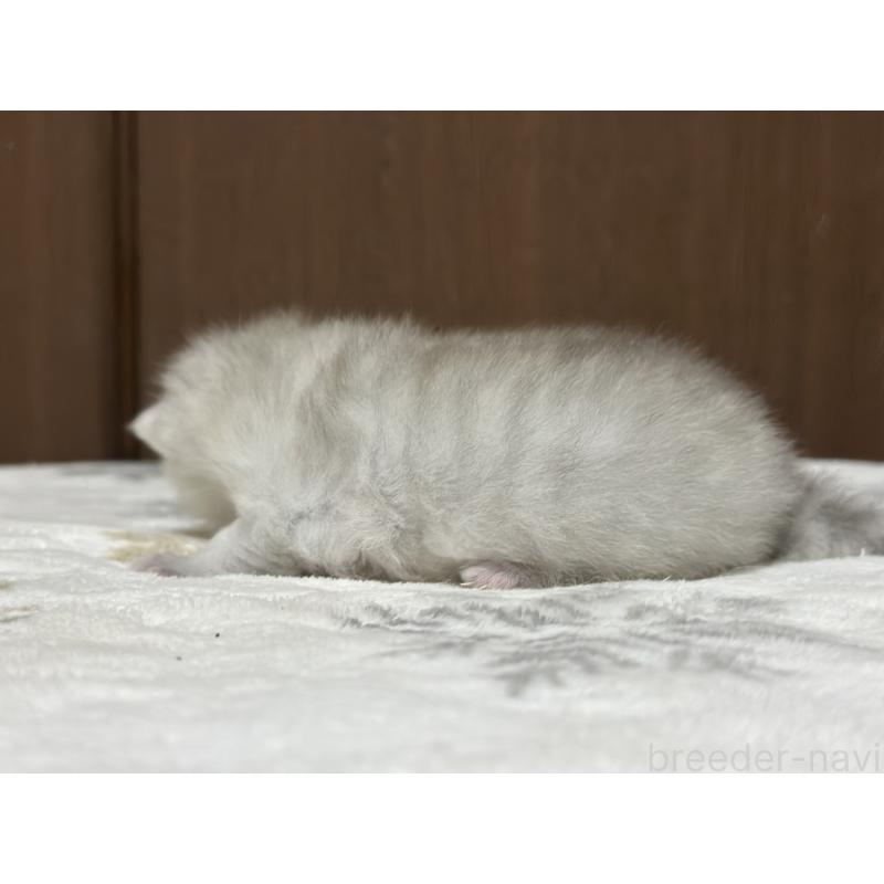 販売中の千葉県のミヌエット-133773の2枚目