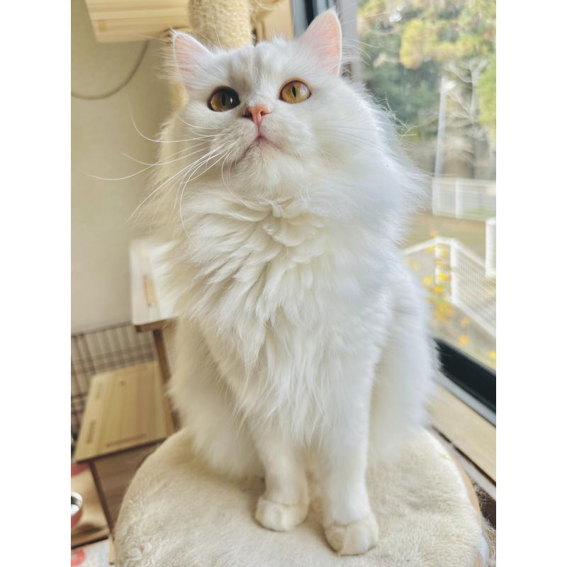 ののミヌエット-