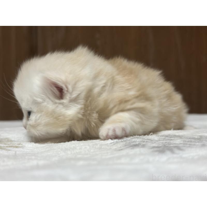 販売中の千葉県のマンチカン-133774の6枚目