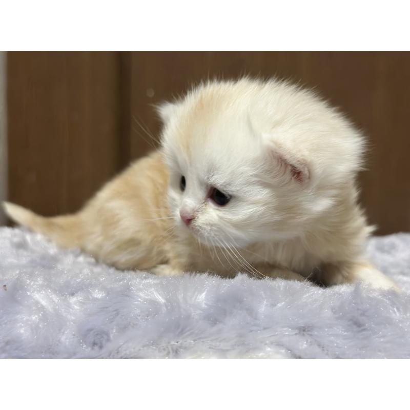 販売中の千葉県のマンチカン-133774の5枚目