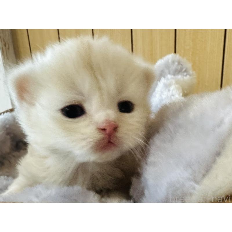 販売中の千葉県のマンチカン-133774の4枚目