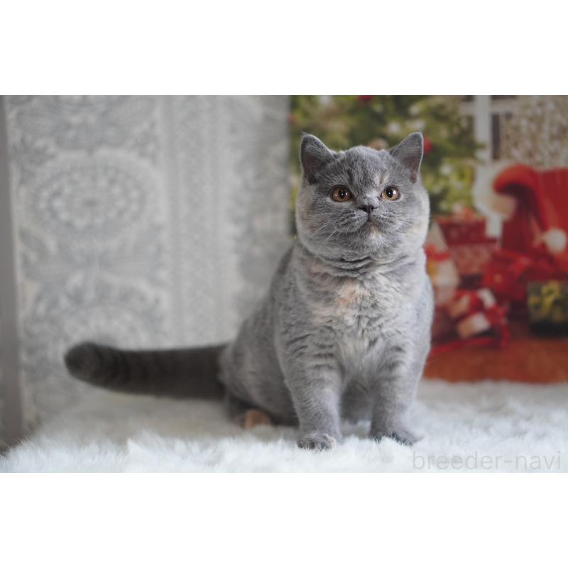 販売中の滋賀県のブリティッシュショートヘア-133776の4枚目