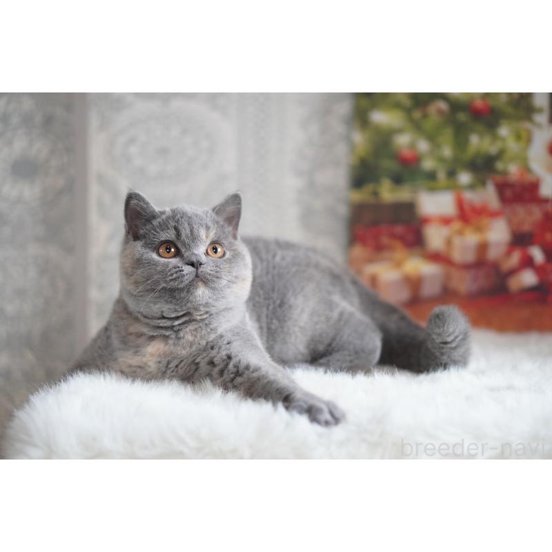 販売中の滋賀県のブリティッシュショートヘア-133776の3枚目