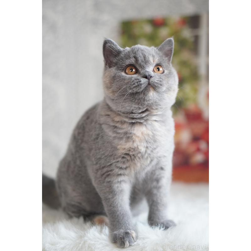 販売中の滋賀県のブリティッシュショートヘア-133776の2枚目