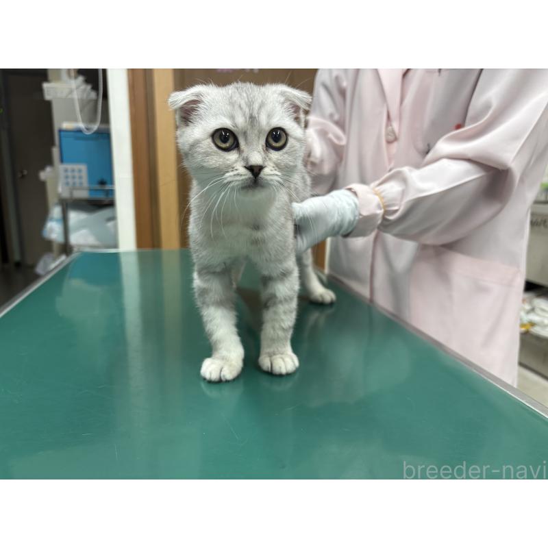 成約済の大阪府のスコティッシュフォールド(折れ耳)-133310の4枚目