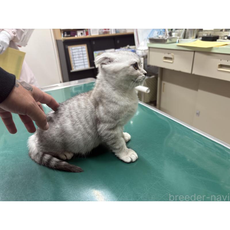 成約済の大阪府のスコティッシュフォールド(折れ耳)-133310の3枚目